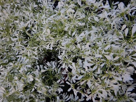 20201112 2ユーフォル白雪