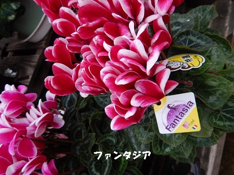 20201112 4シクラファンタジア
