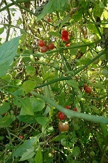 2020111501_2020111415363470c.jpg