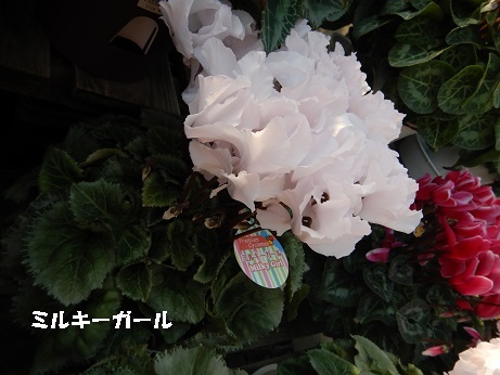 20201202 4シクラミルキーガール