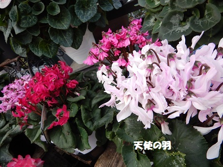 20201204 4天使の羽
