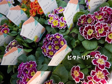 20201211 2朱璃ビクトリアーナ