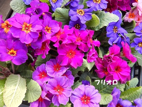 20201211 2朱璃フリオロ