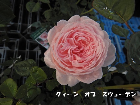 20210417 クィーンオブスエーデン