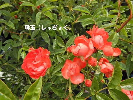 20210421 1珠玉
