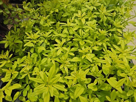 20210421 2リーフ7ジャスミナムオーレア