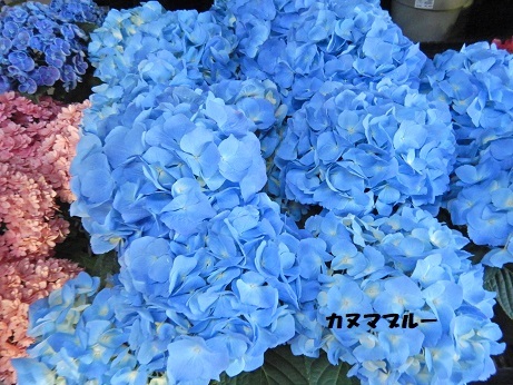 20210427 4はいど カヌマブルー