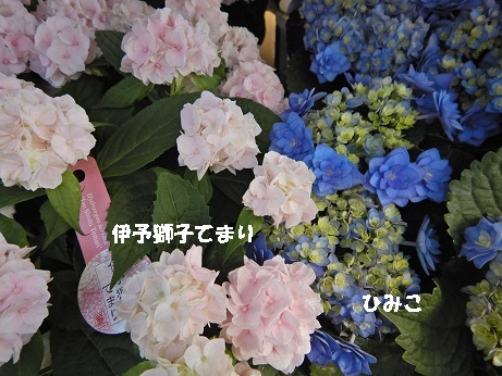 20210427 4ハイドいよししてまりひみこ
