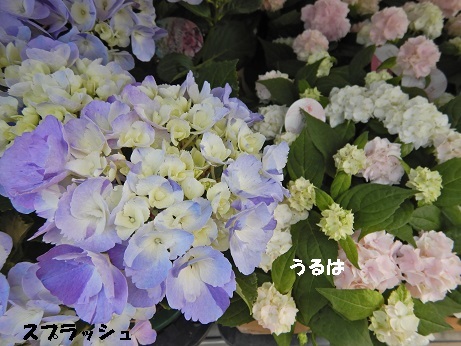 20210427 4ハイドすぷらっしゅうるは