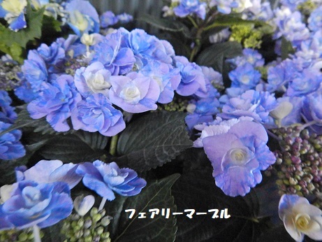 20210427 4ハイドフェアリーマーbルウ