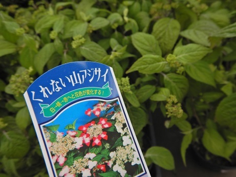 20210518 4あじ 山アジ紅