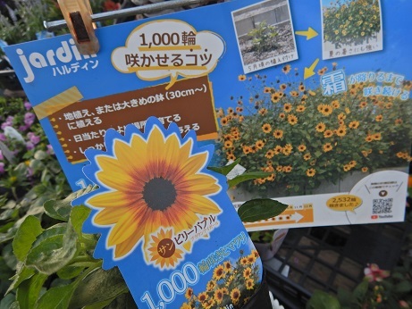 20210522さbんびり