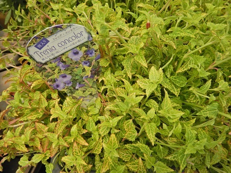 20210609 2torenia
